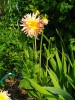 173_dahlia_5B800x6005D.jpg