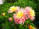 175_2_dahlia_5B800x6005D.jpg