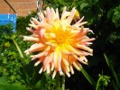 175_dahlia_5B800x6005D.jpg