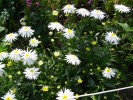 176_Marguerite_-_Wirral_Supreme_5B800x6005D.jpg