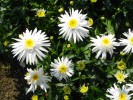 177_Marguerite_-_Wirral_Supreme_5B800x6005D.jpg