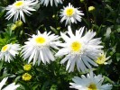 178_Marguerite_-_Wirral_Supreme_5B800x6005D.jpg