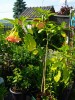182_Datura_5B800x6005D.jpg