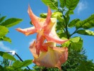 184_Datura_5B800x6005D.jpg