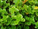 190_Orpin_-_Sedum_spurium_5B800x6005D.jpg