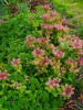 191_Orpin_-_Sedum_spurium_5B800x6005D.jpg