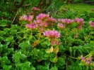 192_Orpin_-_Sedum_spurium_5B800x6005D.jpg