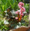 Bergenia__Magic_Giant.jpg