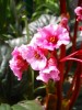Bergenia__Magic_Giant__2.jpg