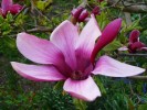 Magnolia_01.jpg