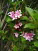Nom du fichier=Weigela_–_Rosea_01.jpg
Taille du fichier=104Ko
Dimensions : 525x700
Ajouté le : 08 Mai 2012 Weigela_–_Rosea_01.jpg