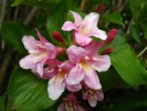 Nom du fichier=Weigela_–_Rosea_02.jpg
Taille du fichier=92Ko
Dimensions : 800x600
Ajouté le : 08 Mai 2012 Weigela_–_Rosea_02.jpg