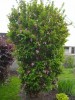 Weigela_–_Rosea_03.jpg