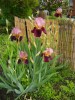 Nom du fichier=iris01.jpg
Taille du fichier=130Ko
Dimensions : 525x700
Ajouté le : 11 Mai 2012 iris01.jpg