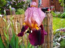 Nom du fichier=iris02.jpg
Taille du fichier=143Ko
Dimensions : 800x600
Ajouté le : 11 Mai 2012 iris02.jpg