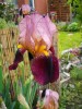 iris03.jpg