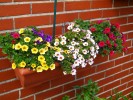 jardiniere_petit_pétunia_[800x600].jpg