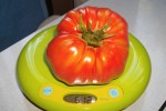 Nom du fichier=ob_414d8e_tomate-coeur-de-beauf-provenzano.jpg
Taille du fichier=193Ko
Dimensions : 1200x799
Ajouté le : 05 Septembre 2013 ob_414d8e_tomate-coeur-de-beauf-provenzano.jpg