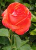 rose005.jpg