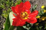 tulipe05.jpg