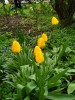 tulipe_06.jpg