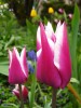 tulipe_07.jpg