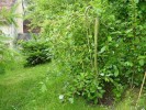 Nom du fichier=gouttederosée_salix_2.JPG
Taille du fichier=114Ko
Dimensions : 599x450
Ajouté le : 29 Juin 2012 gouttederosée_salix_2.JPG