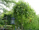 Nom du fichier=gouttederosée_salix_4.JPG
Taille du fichier=265Ko
Dimensions : 896x672
Ajouté le : 29 Juin 2012 gouttederosée_salix_4.JPG