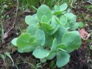 sedum.JPG