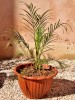 Nom du fichier=DSC_2267.jpg
Taille du fichier=279Ko
Dimensions : 569x753
Ajouté le : 25 Janvier 2017 DSC_2267.jpg