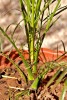 Nom du fichier=DSC_2268.jpg
Taille du fichier=224Ko
Dimensions : 543x800
Ajouté le : 25 Janvier 2017 DSC_2268.jpg