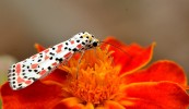 Nom du fichier=DSC_4793.jpg
Taille du fichier=127Ko
Dimensions : 632x365
Ajouté le : 22 Janvier 2017 DSC_4793.jpg