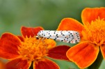 Nom du fichier=DSC_4873.jpg
Taille du fichier=160Ko
Dimensions : 800x529
Ajouté le : 25 Janvier 2017 DSC_4873.jpg