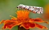 Nom du fichier=DSC_4921.jpg
Taille du fichier=145Ko
Dimensions : 777x488
Ajouté le : 25 Janvier 2017 DSC_4921.jpg