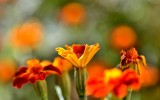 Nom du fichier=DSC_7051_.jpg
Taille du fichier=137Ko
Dimensions : 800x500
Ajouté le : 21 Janvier 2017 DSC_7051_.jpg