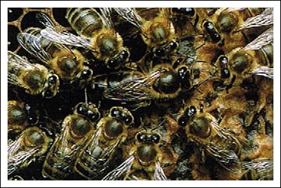 Reine au milieu de ses abeilles