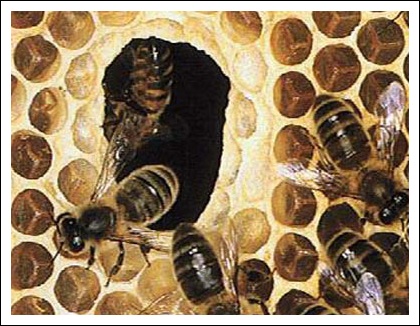 L’abeille architecte et maçonne