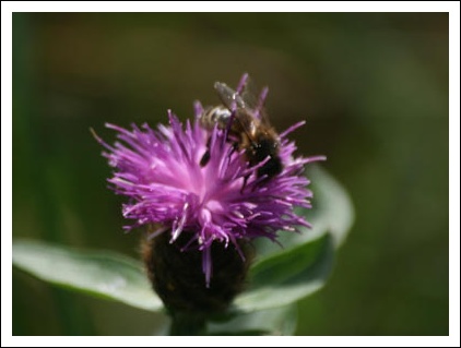 Abeille butineuse