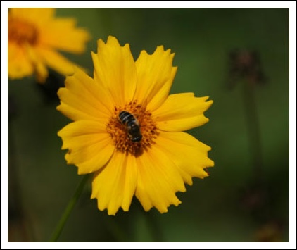 Abeille butineuse