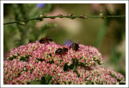 Abeilles butineuses