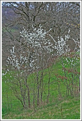 Haie sauvegardée de pruneliers sauvages