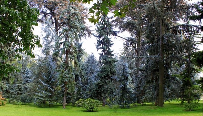 Les jardins du musée Albert Kahn