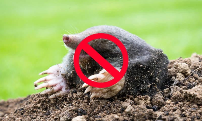 Anti-taupe : la solution StopMole