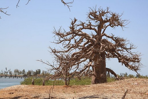 Arbre majestueux : le baobab