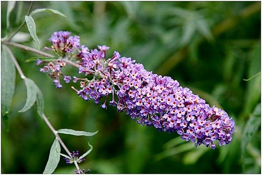 Arbuste : le buddlia