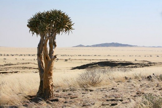 Arbre majestueux : l'arbre  carquois