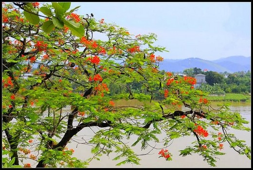 Arbre majestueux : le flamboyant