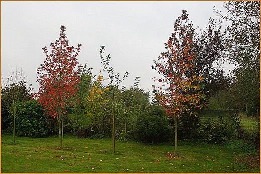 Arbre : Liquidambar