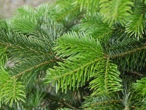 Branche de Nordmann