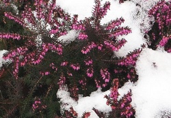 Bruyre des neiges